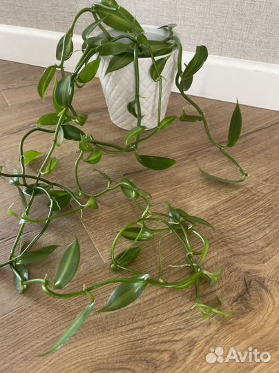 Орхидея вариегатная