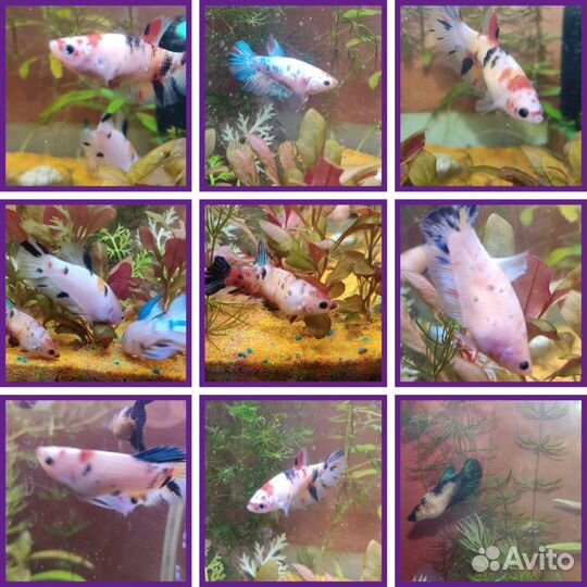 Петушки кои, Тернеции, данио, растения