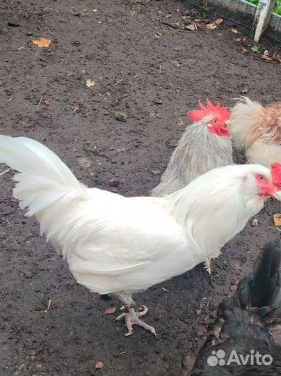 Петух Амераукан