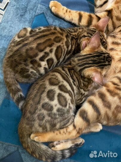 Бенгальские котята с документами