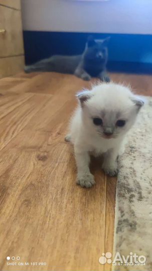 Шотландские котята