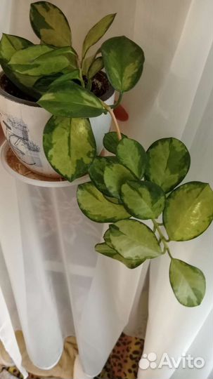 Хойя комплект 2