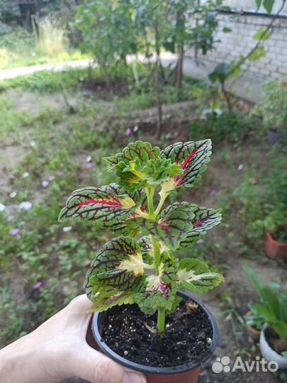 Продам цветы комнатные