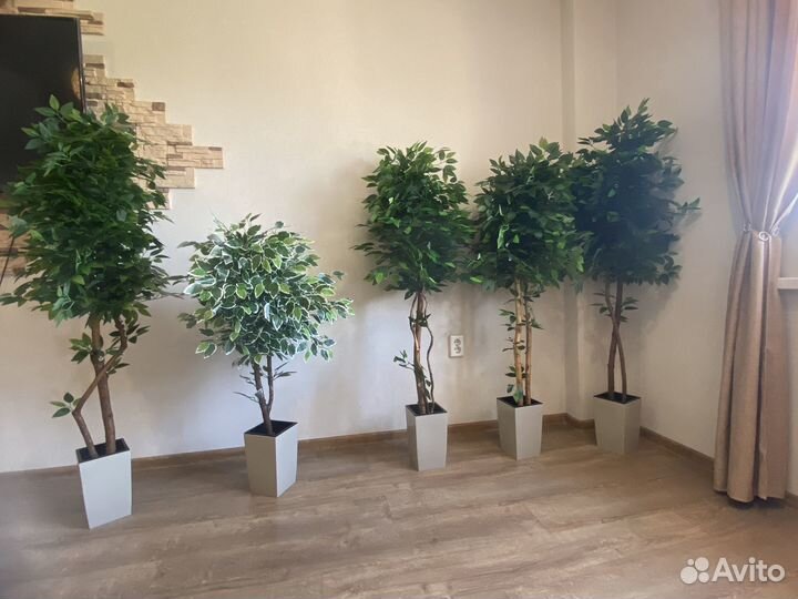 Декоративное дерево фикус Бенджамина