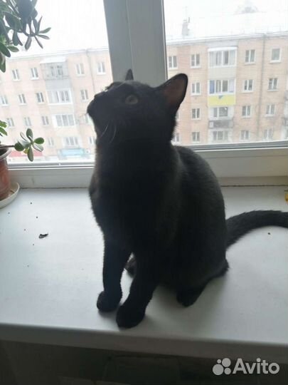 Отдам кота в добрые руки