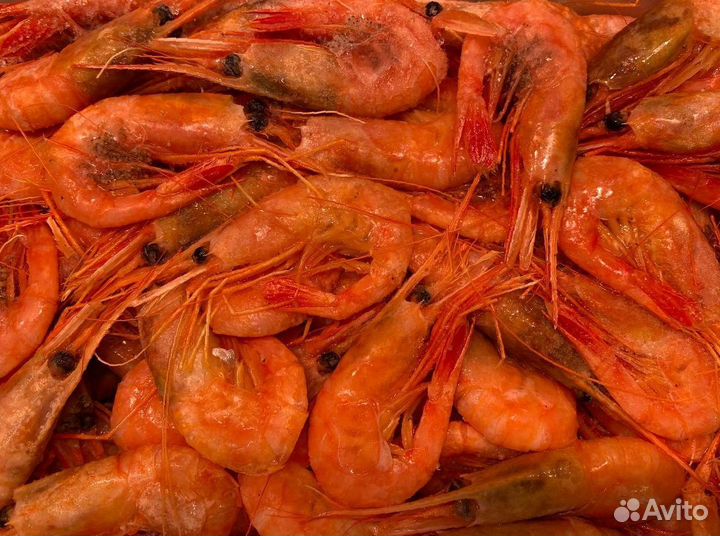 Креветка северная. Свежий. Опт