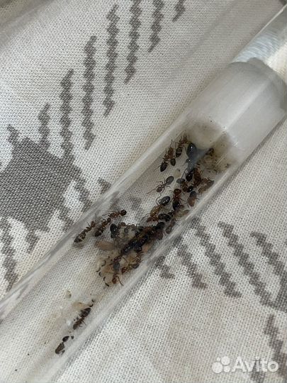 Camponotus lateralis и Colobopsis truncata