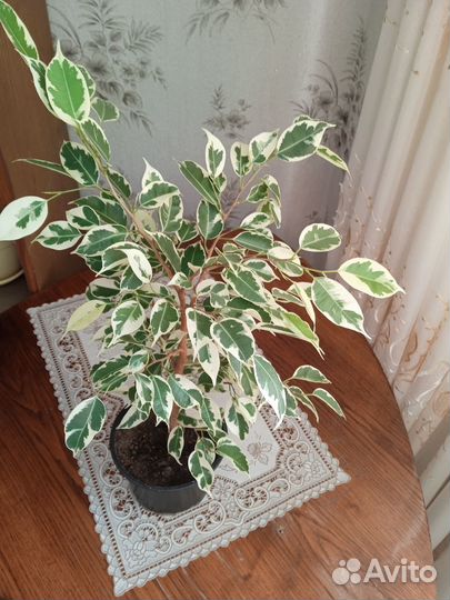 Фикус бенджамина