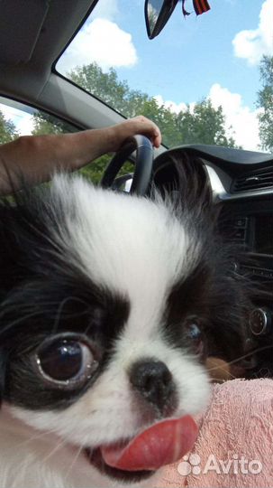 Японский хин