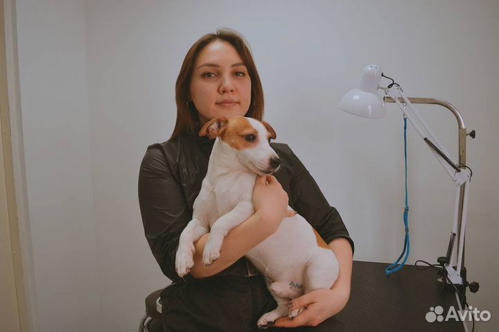 Стрижка кошек и собак