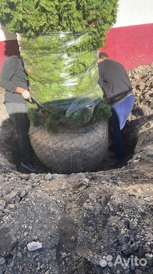 Туя,голубая ель крупномеры