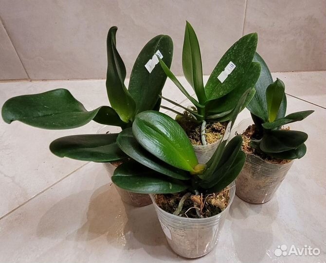 Орхидея фаленопсис