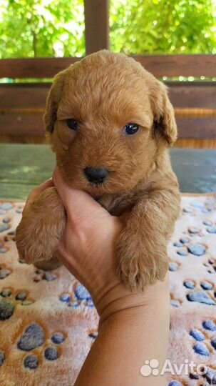 Лабрадудель щенки