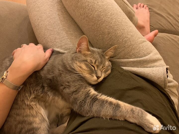 Передержка кошек