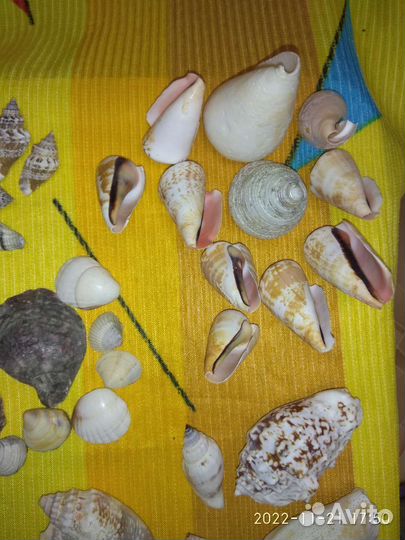Морские ракушки