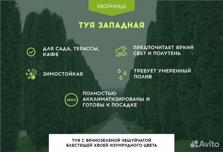 Туя Брабант 1,5 м