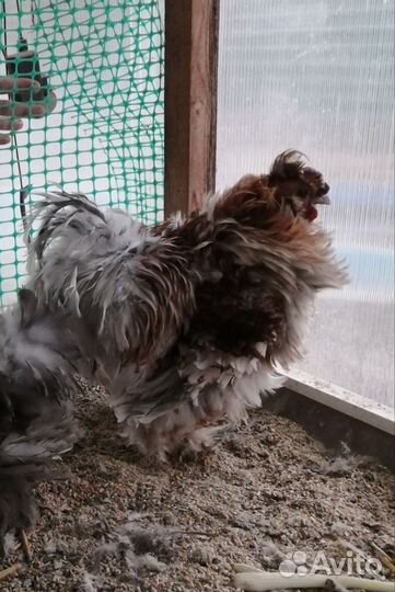 Молодые петухи