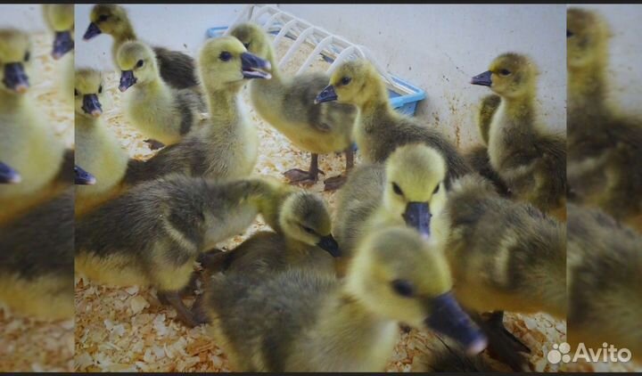 Гусята - Крупный Серый - Линда