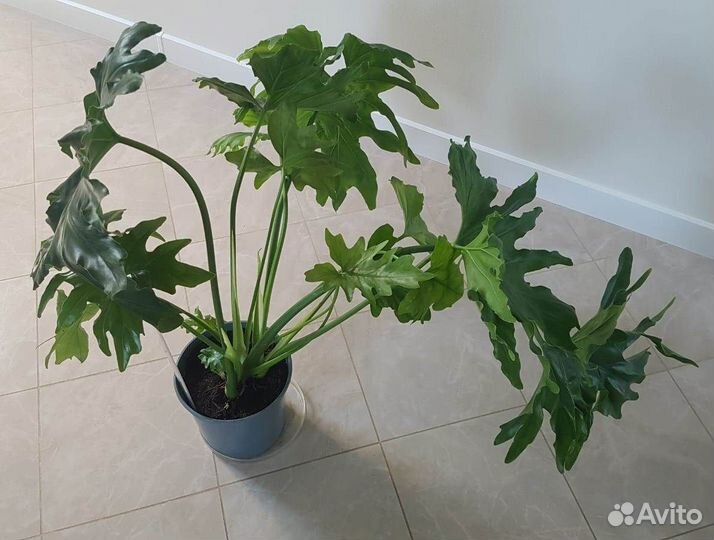 Комнатное растение - Филодендрон Хоуп