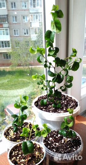 Фикусы Бенджамина Барокко 5 шт. Н 25, 7-10 см