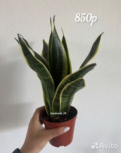 Комнатные растения среднего размера