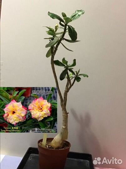 Адениумы взрослые