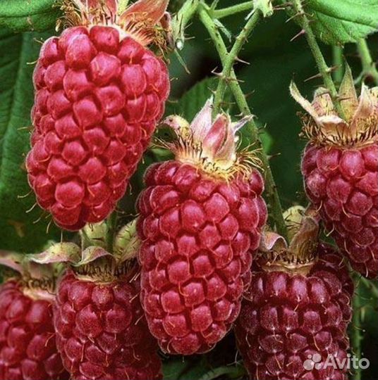 Ремонтантная малина саженцы