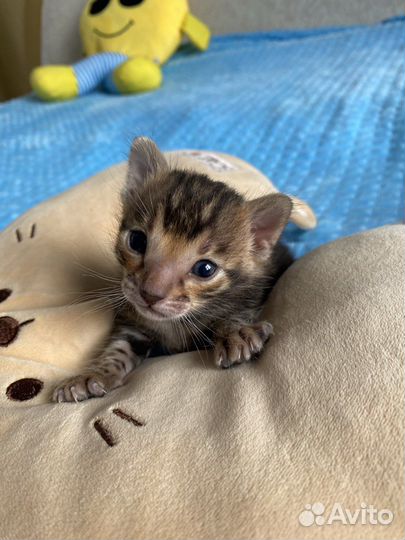 Бенгальские котята в любимцы