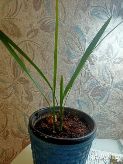 Финиковая пальма