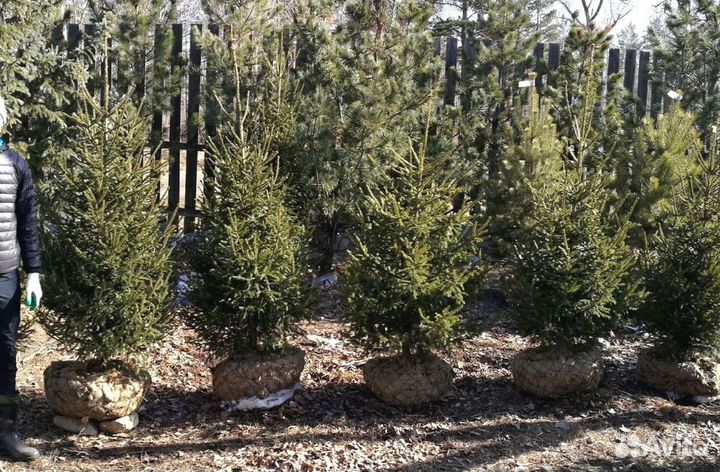 Саженцы сибирской ели экстра класс