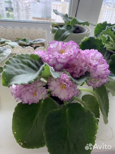 Сортовая фиалка Фея Дадоян