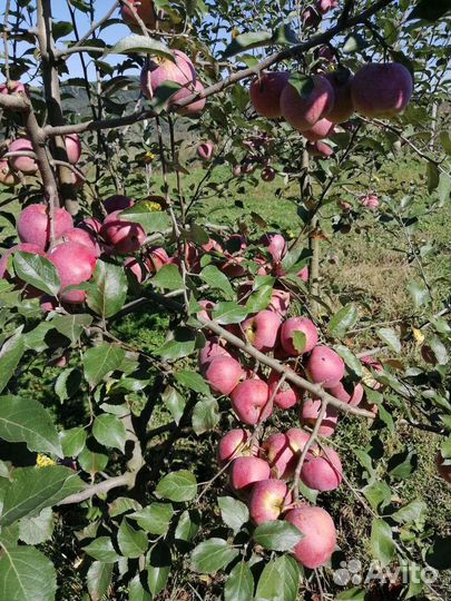 Яблоки флорина