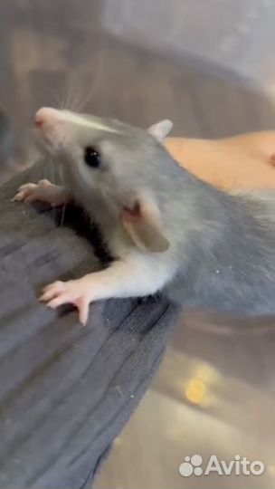 Крысы дамбо девочки-малышки