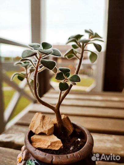 Аихризон дерево любви. Бонсай