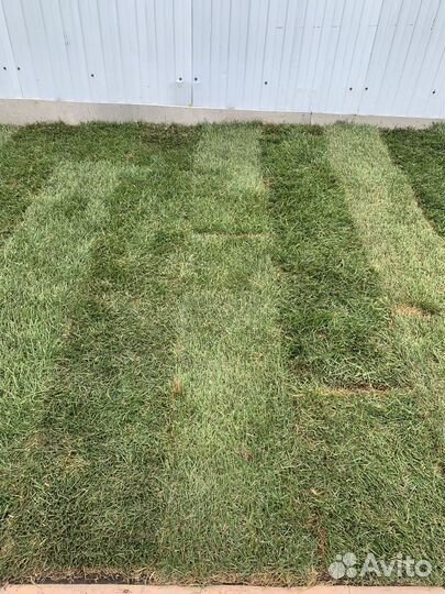Рулонный газон