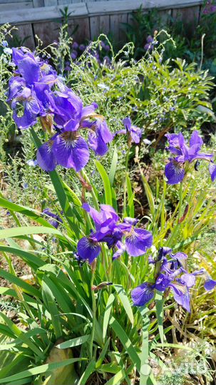 Сортовые ирисы