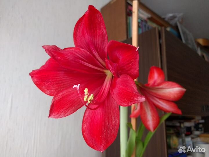 Гиппеаструм (амариллис)