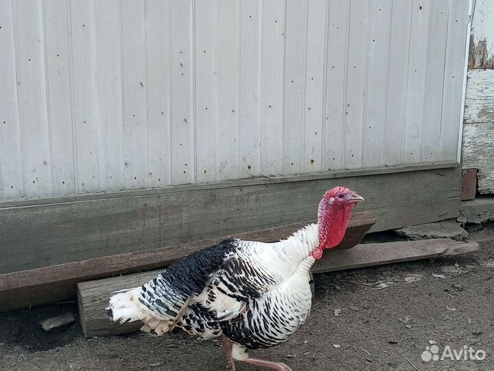 Индюки на племя