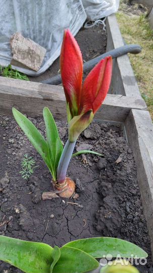 Гиппеаструм