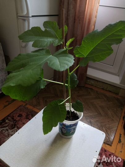 Саженец инжира