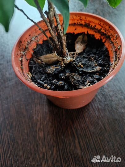 Фикус Бенджамина 5 стволов