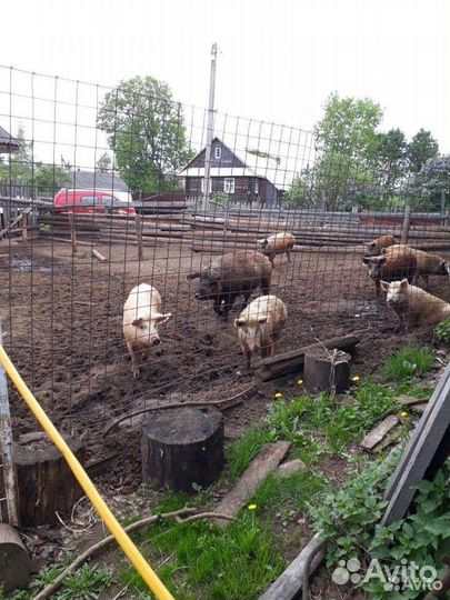 Поросята мангалица + русская белая