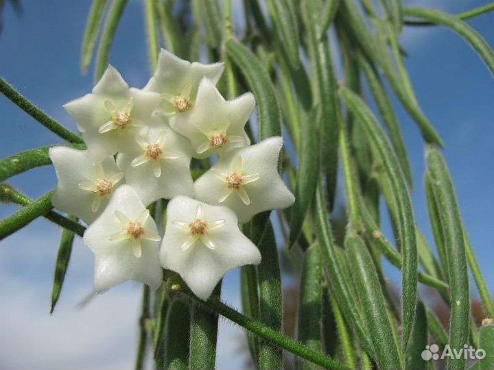 Хойя Линеарис