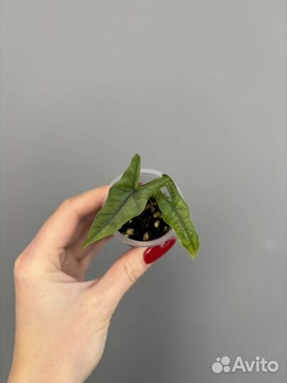 Алоказия сабрина