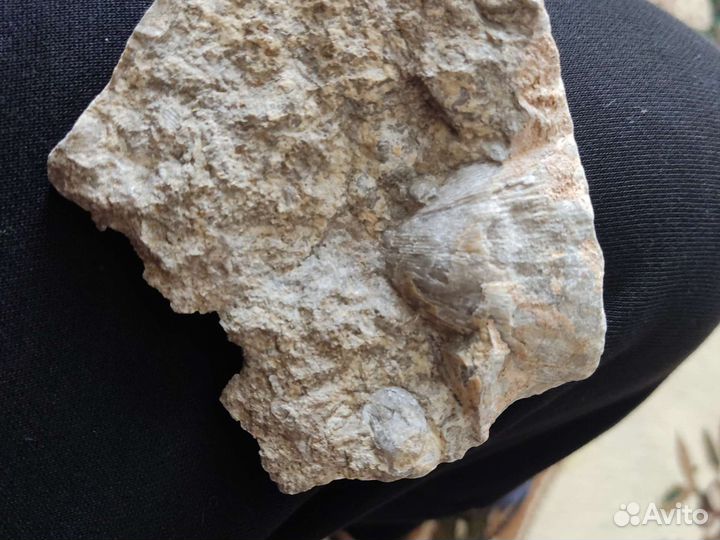 Брахиопода- древняя Оконимелость