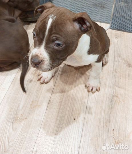 Щенки питбуля