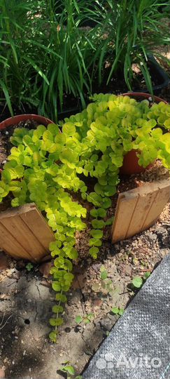 Вербейник монетчатый ауреа