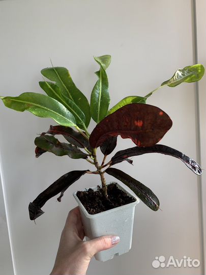 Кодиеум кротон