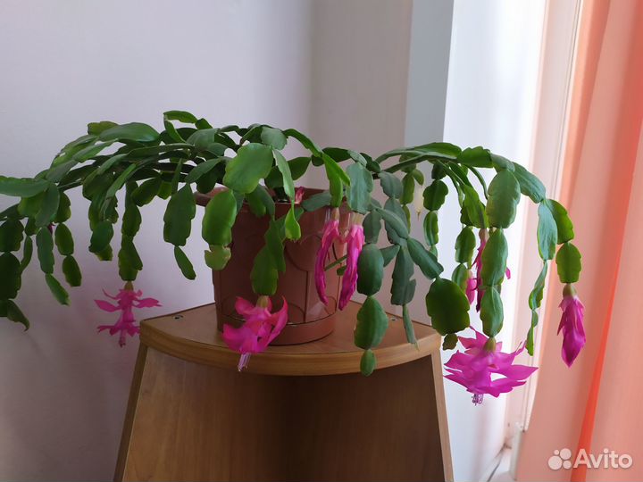 Комнатные растения