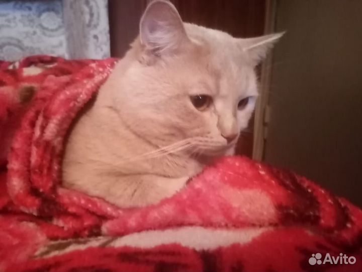Котик 4 года